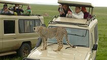 Private 4 Days Safari in Tarangire, Serengeti and Ngorongoro