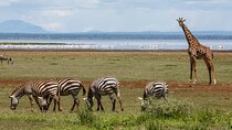 3-Day Tour to Tarangire, Ngorongoro and Lake Manyara Park 