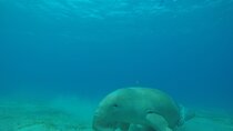 Day trip Snorkel or Dive with Dugong and Turtles
