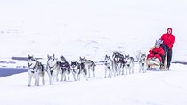 Dogsledding, near Akureyri