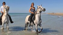 Private Transportation To Adventure Safari By Horse In Sharm El Sheikh 