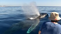 Whale Watching Cabo-Women crew-Sightings Guaranteed & Free Photos
