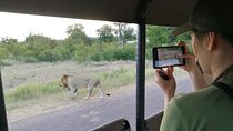 Private Morning Game Drive from Hazyview l Kruger National Park