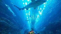 Dubai Aquarium & Underwater Zoo with Penguin Cove