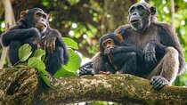 5 Day Gombe and Mahale National Park Chimpanzee Trekking