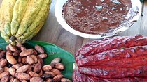 Cacao Tour