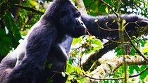 4 Days Gorilla tracking Tour in Uganda