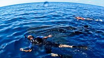 Whale Shark Swim Adventure SMALL GROUP from Cancun