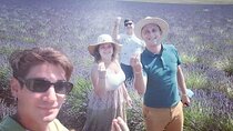 Lavender Discovery Private Tour in Provence