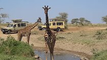 Private Multi day Safari tour in Tanzania