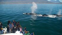 Full-Day Whale Watching and Wine Region Experience from Cape Town