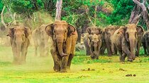 Private Udawalawa Safari Plus Elephant Transit Home Day Trip