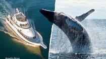 Whale Watching Cruise on a Yacht in Reykjavik 