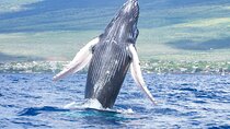 Whale Watching Tour on a Charming Hawaiian Catamaran From Maalaea