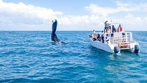 Full-Day Whale Watching Tour in Samana Bay from Cabeza de Toro