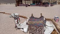 Full-Day Desert Safari in Hurghada with Dinner and Camel ride