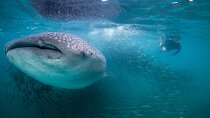 Snorkel with whale sharks includes equipment & transportation