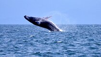 Tour with Whale Watching in Samaná, Beach and Waterfall