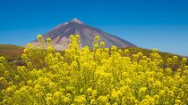 Guided Tour to Teide National Park in Tenerife