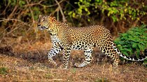 Leopard Safari In Yala National Park From Galle