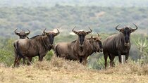 3-Day Serengeti & Ngorongoro Private Tour