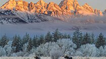 Private Grand Teton Winter Wildlife Safari with Picnic Lunch