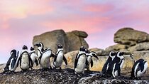 Cape Town Private Group Tour to Cape of Good Hope and Boulders Penguins Colony