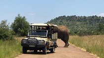  Pilanesberg National Park Full Day Guided Tour( Safari Experience) 
