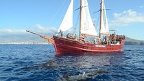Sealife Dolphin & Whale Watching aboard Portuguese schooner