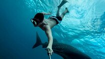 Whale shark Experience in the Caribbean Sea from Playa del Carmen