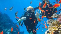 Snorkeling at Ras Mohamed in Sharm El Sheikh 