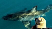 Shark Cage dive in Gansbaai see Bronze & Other, sometimes Great Whites