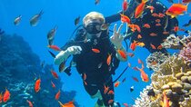 Snorkeling at Ras Mohamed in Sharm El Sheikh 