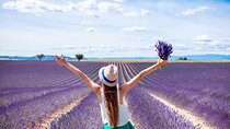 Provence Shared Half Day Lavender Tour from Aix en Provence