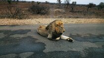  Kruger National Game Park three day PRIVATE Tour 