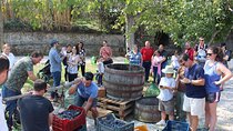 Pompeii Wine Tasting Tour from Positano