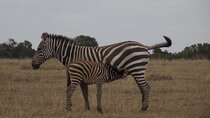 A day Tour to Olpejeta Conservancy 