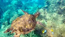 Snorkeling for Non-Swimmers Guided Tour - Wailea Beach