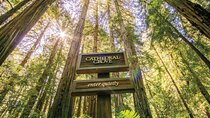 Muir Woods & Sausalito Tour + Hop-On Hop-Off Tour