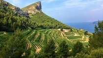 Full-day Wine Tour around Bandol & Cassis from Marseille