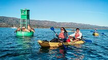 Wildlife Kayak Tour in Santa Barbara Harbor (2 Hours)