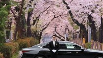 Cherry Blossom Private Tour 