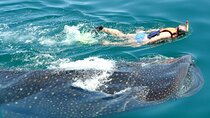 Experience in the Caribbean Sea Swimming with whale Sharks from Riviera Maya