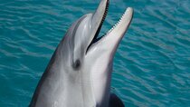 Dolphin Watching & Snorkeling in Key West with Sunset Dinner Cruise and Open Bar