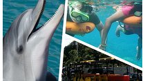 Dolphin Morning Watching & Snorkeling + open bar + 1 day Hop-On Hop-Off Fun