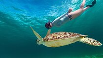 Snorkeling with Turtles and Cenotes