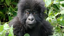 Private 3 Day Gorilla Trekking Safari in Uganda