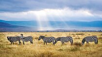6-Day Luxury Safari in Northern Tanzania