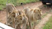 4-Days Safari Adventure in Masai Mara and Lake Nakuru