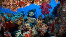 2 Diving stops at the most beautiful coral reefs Hurghada 